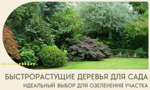 Быстрорастущие деревья для сада идеальный выбор в Махачкале
