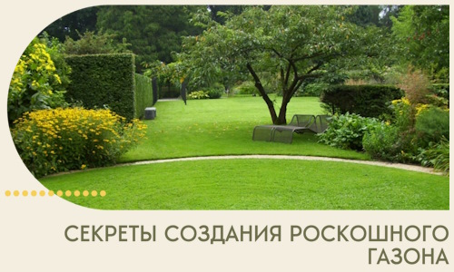 Секреты создания роскошного газона в Махачкале